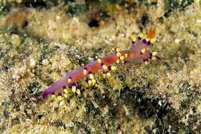  Flabellina exoptata (Sea Slug)